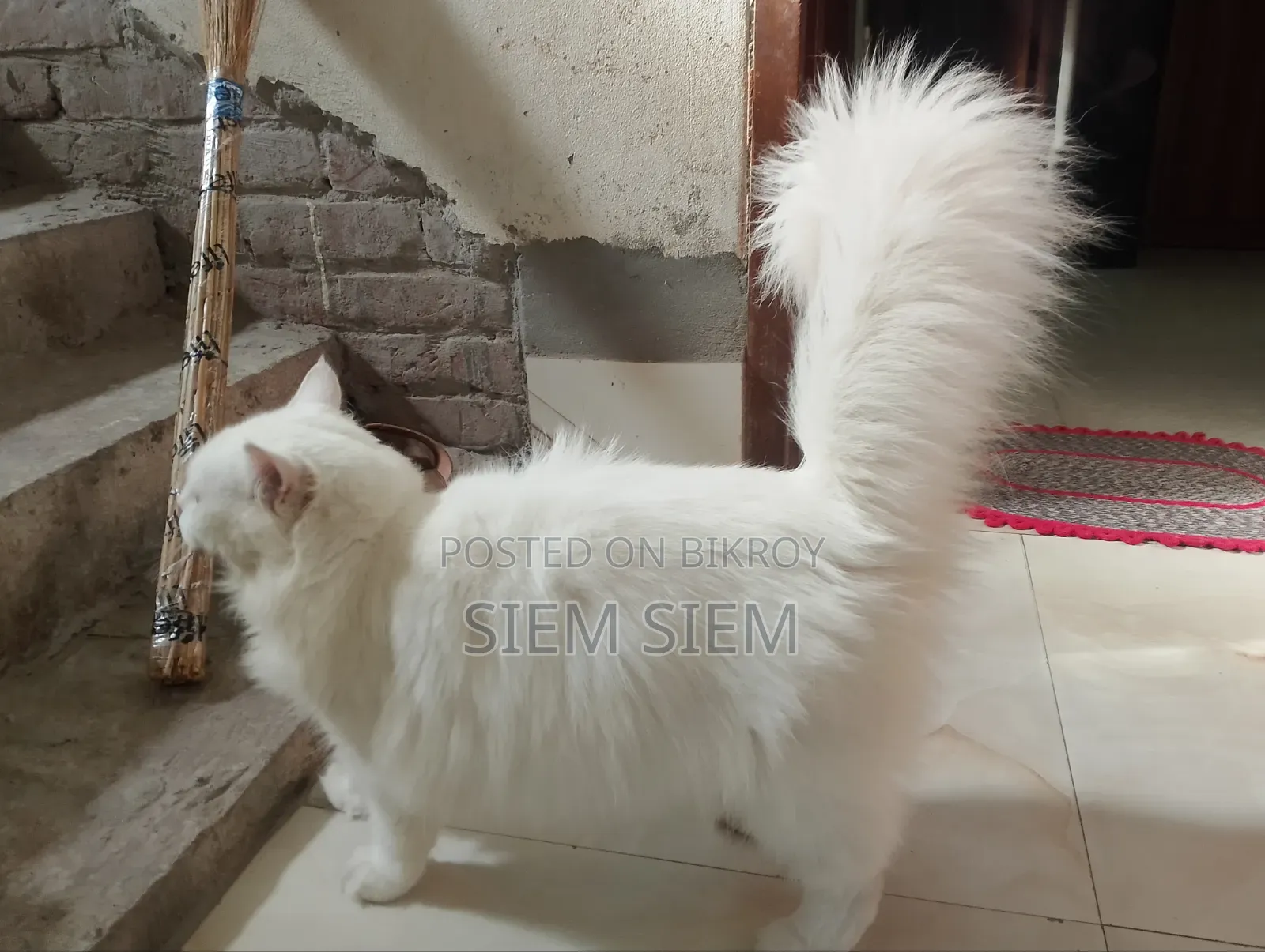 ১+ বছরের পুরুষ পার্সিয়ান বিড়াল
