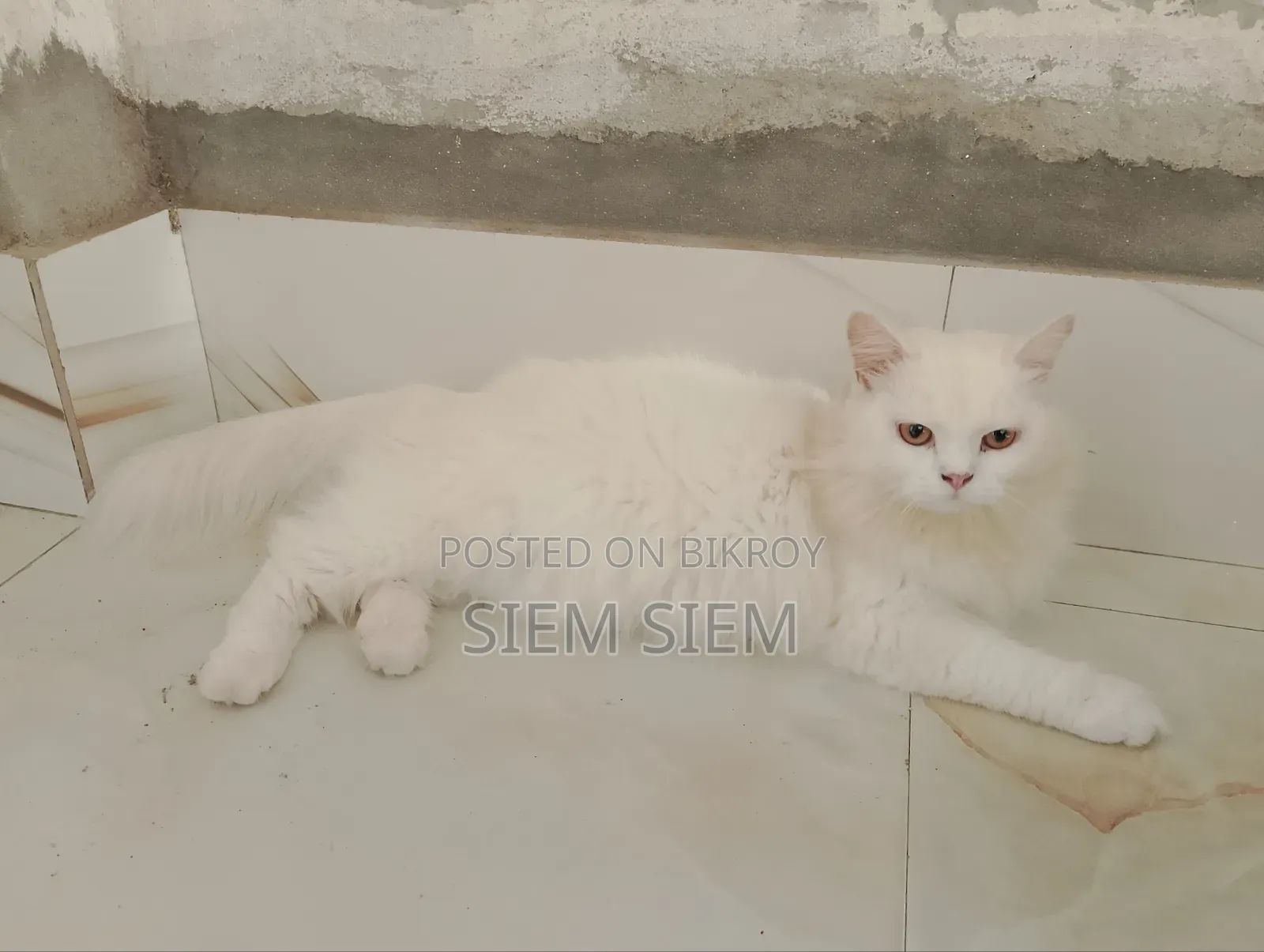 ১+ বছরের পুরুষ পার্সিয়ান বিড়াল