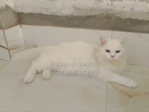 ১+ বছরের পুরুষ পার্সিয়ান বিড়াল