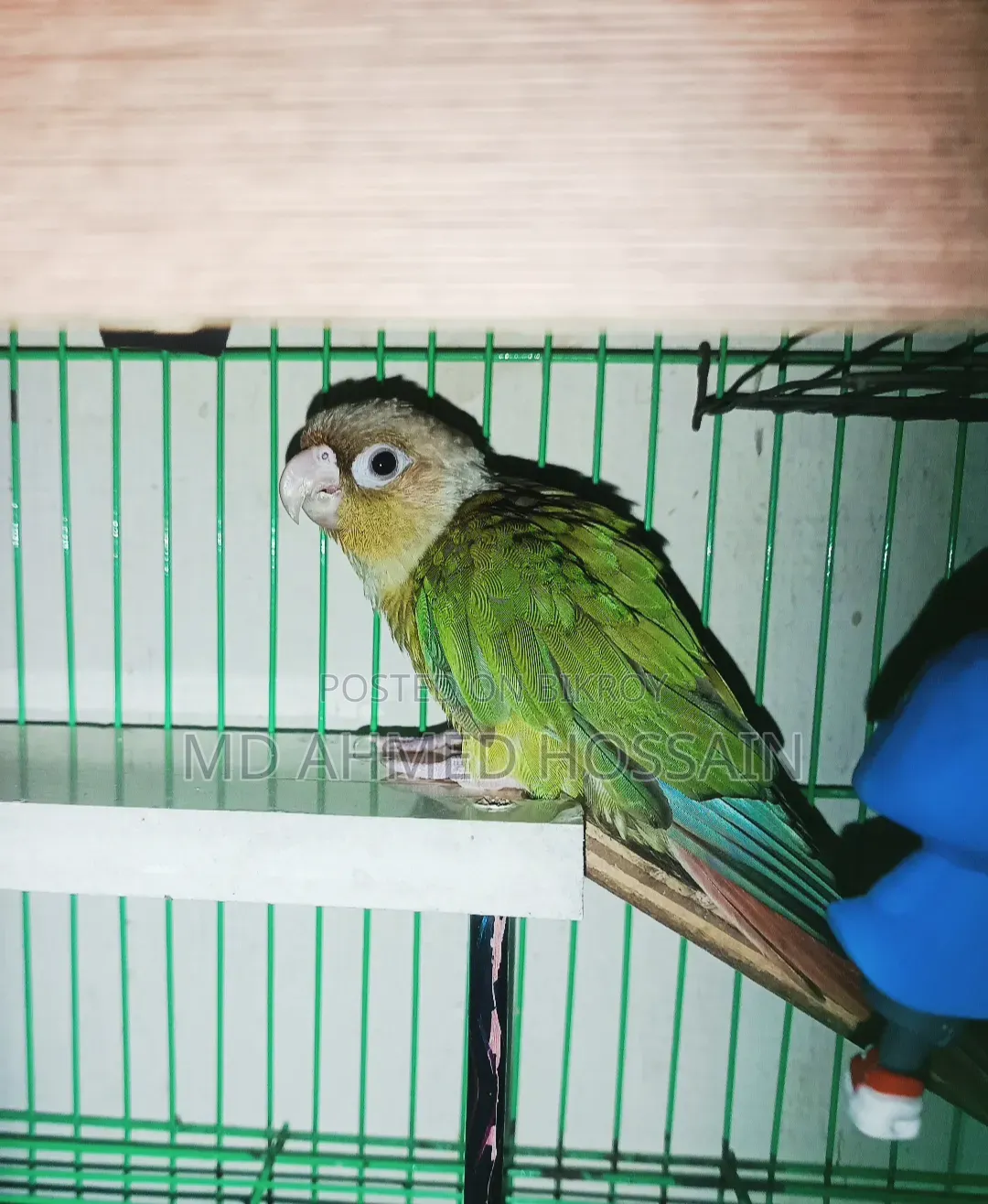 Tame Green Cheek Conure
