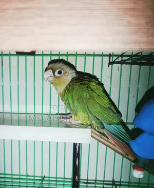 Tame Green Cheek Conure