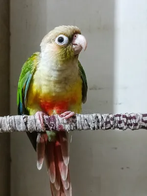 Tame Green Cheek Conure