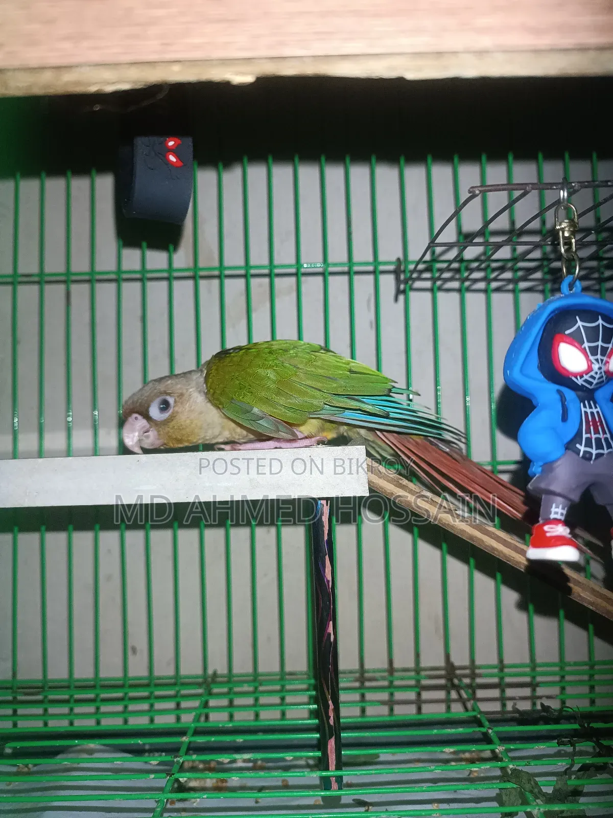 Tame Green Cheek Conure