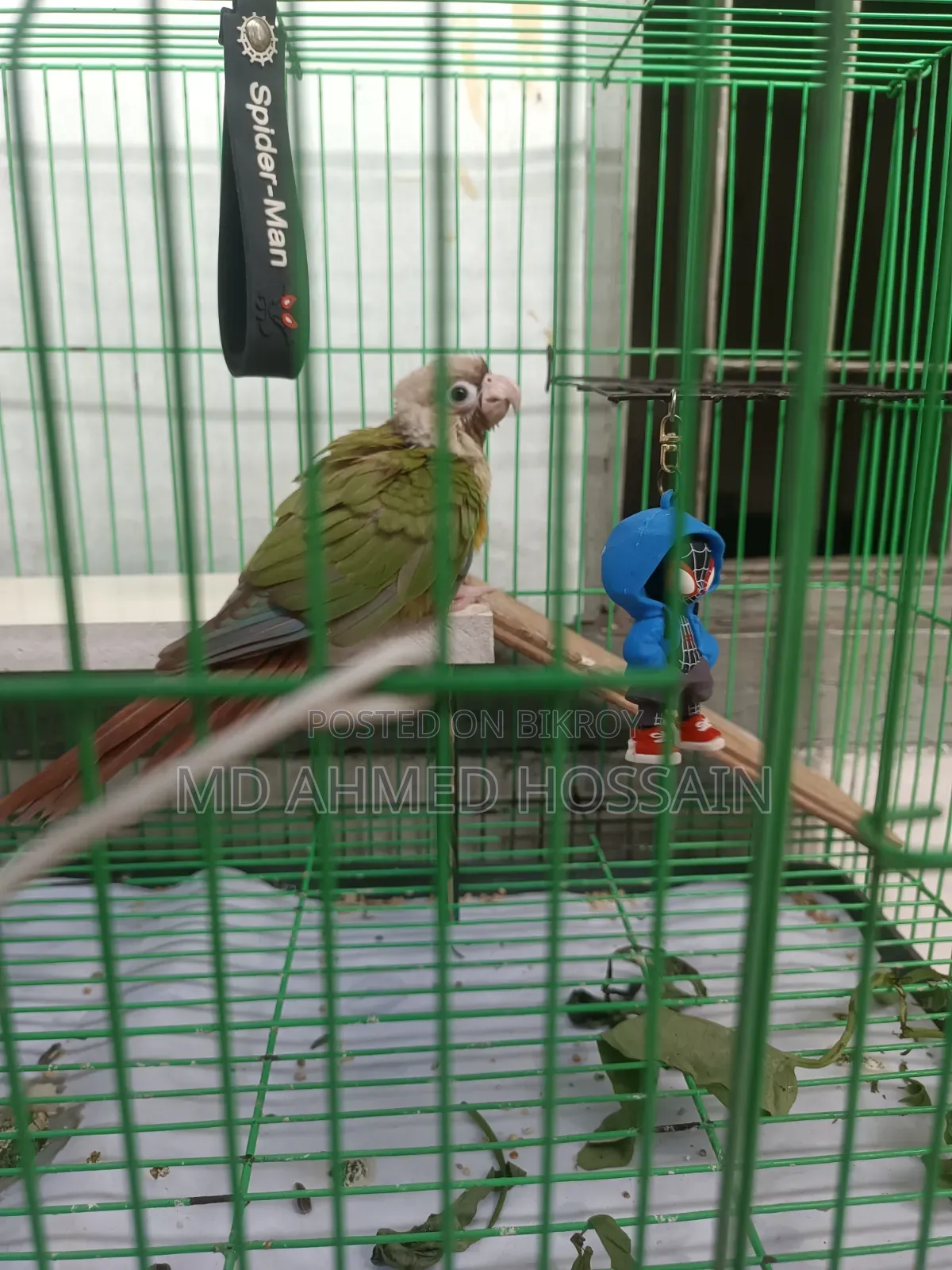 Tame Green Cheek Conure