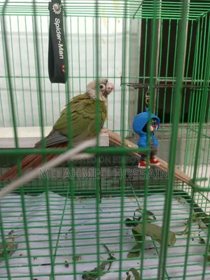 Tame Green Cheek Conure