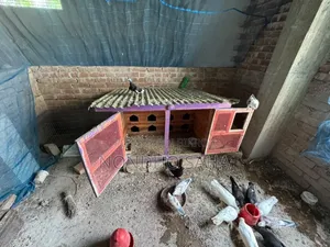 Pigeon Cage