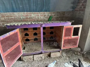 Pigeon Cage