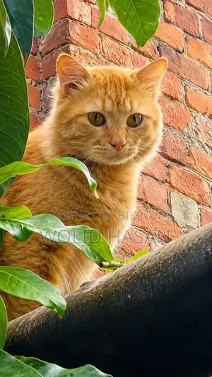 1+ Year Male Mixed Breed Persian