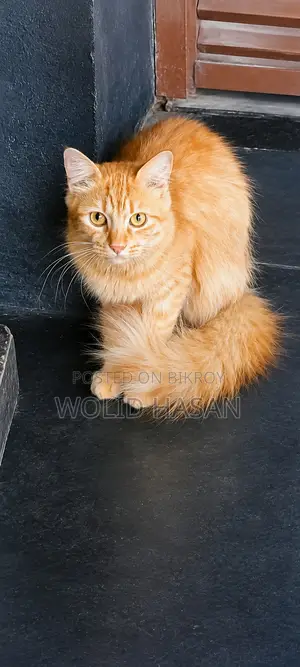1+ Year Male Mixed Breed Persian