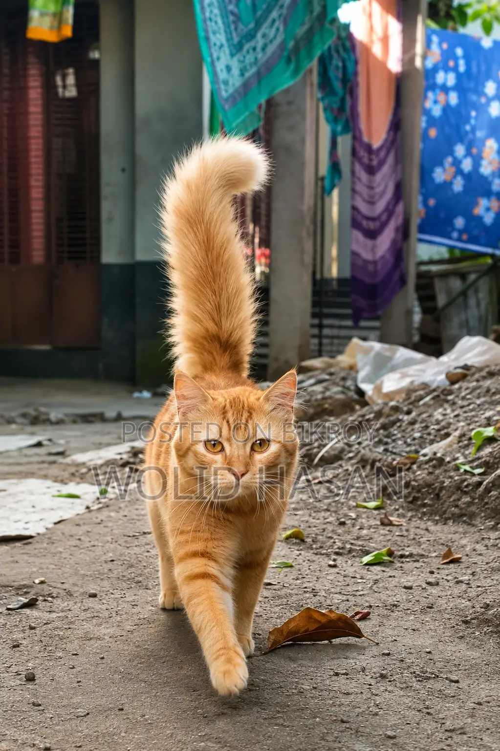 1+ Year Male Mixed Breed Persian