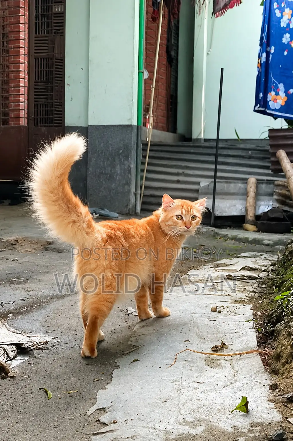1+ Year Male Mixed Breed Persian