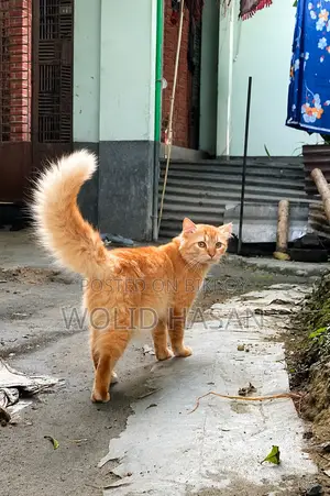 1+ Year Male Mixed Breed Persian