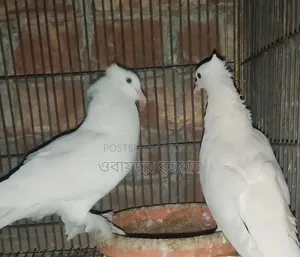 Arabian Koka
