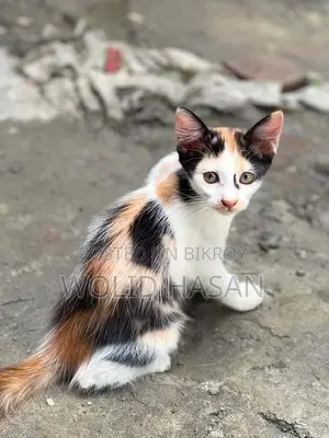 1-3 months Female Mixed Breed Persian