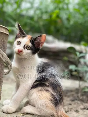 1-3 months Female Mixed Breed Persian