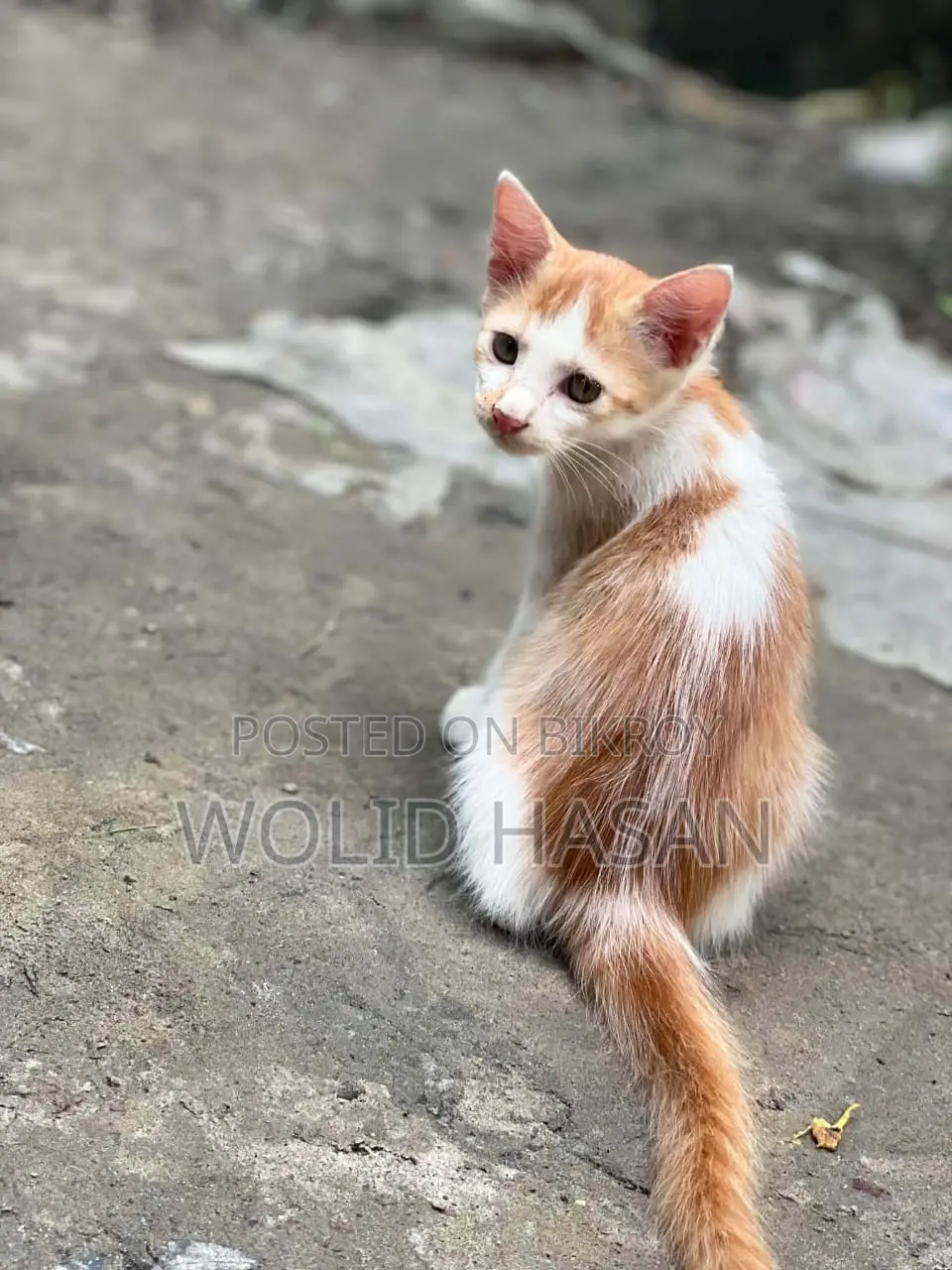1-3 Months Male Mixed Breed Persian