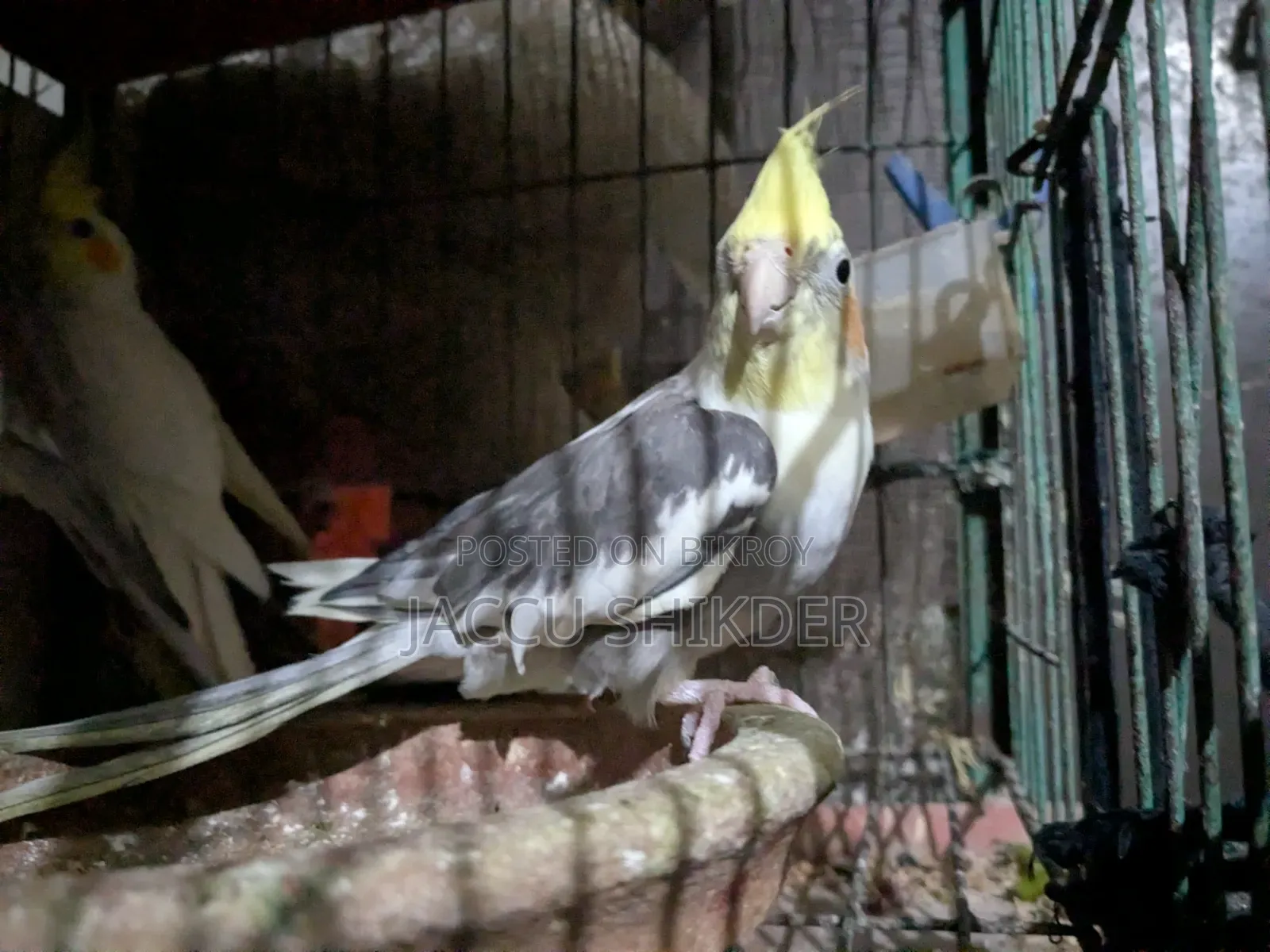 কোকাটেল পাখি