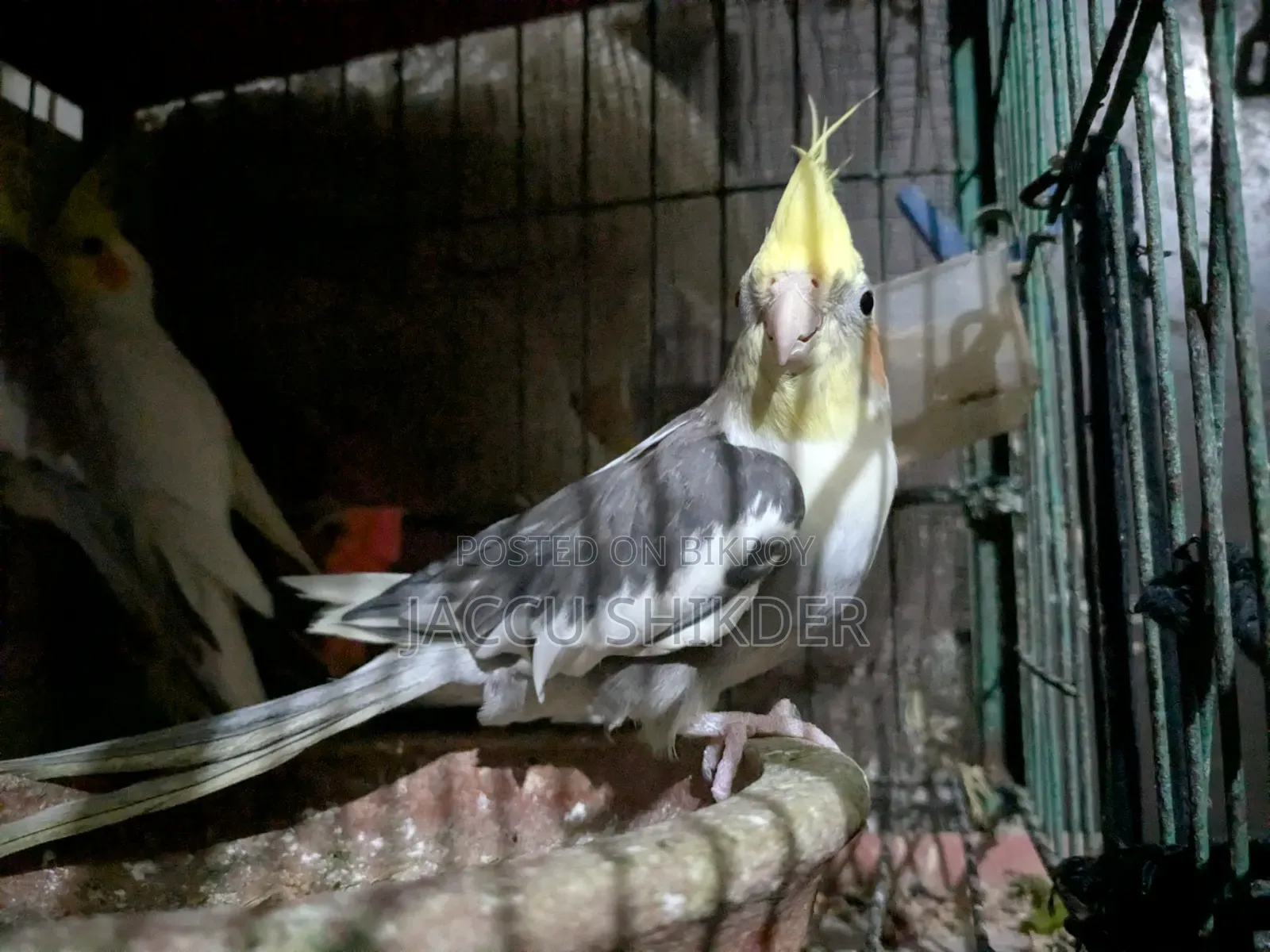 কোকাটেল পাখি