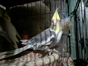 কোকাটেল পাখি