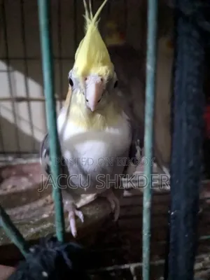 কোকাটেল পাখি