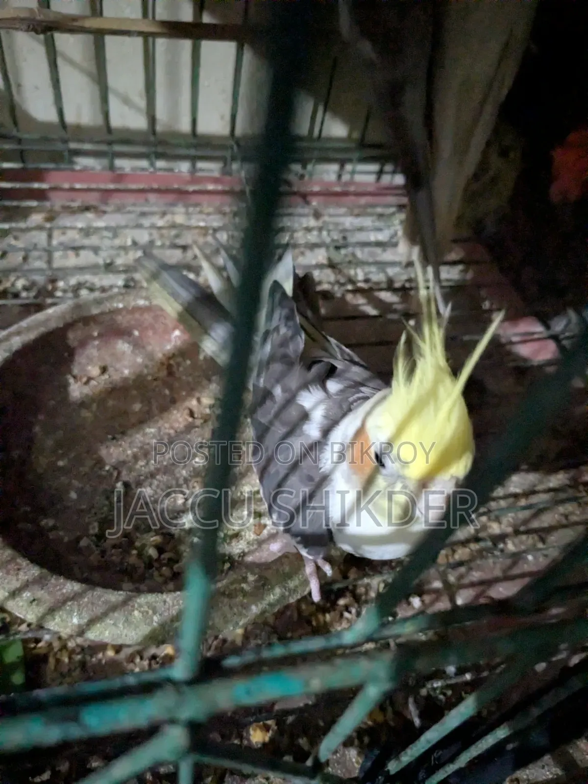 কোকাটেল পাখি