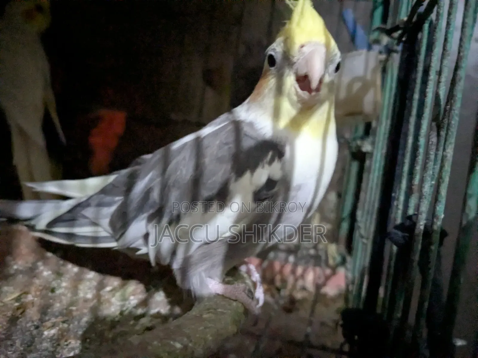 কোকাটেল পাখি