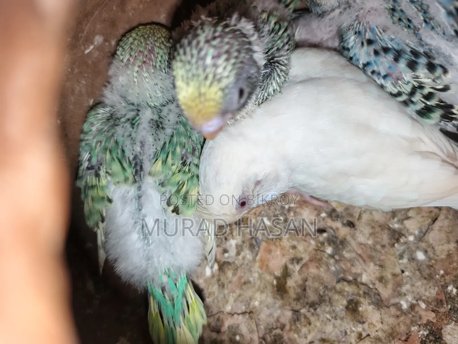 Bajrigar Pakhi Sel