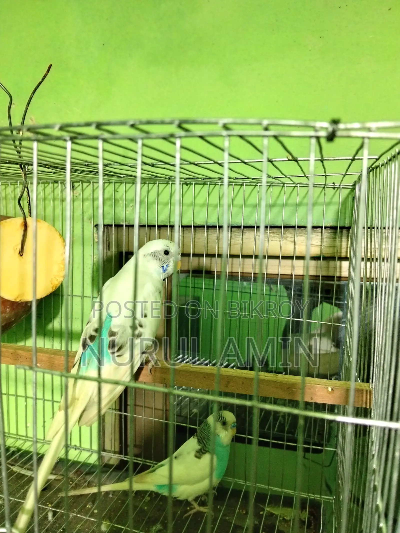 রানিং জোড়া পাইড বাজিগর পাখি বিক্রি