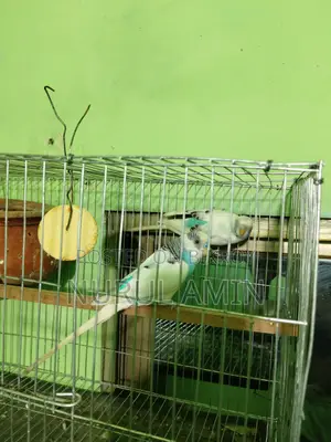 রানিং জোড়া পাইড বাজিগর পাখি বিক্রি