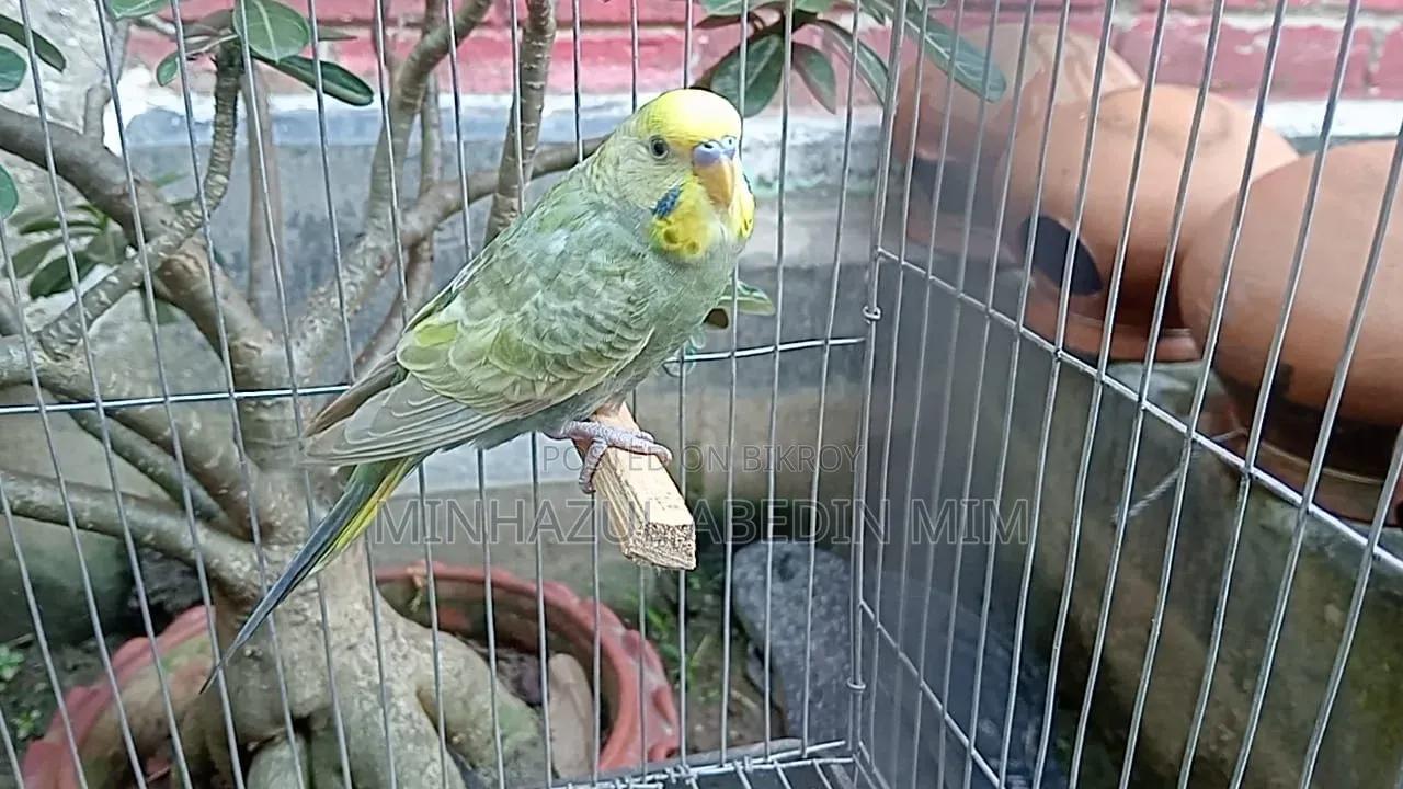 Dilute Budgerigar