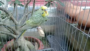 Dilute Budgerigar