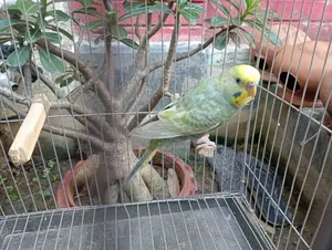 Dilute Budgerigar