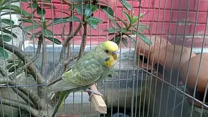 Dilute Budgerigar