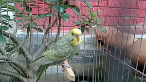 Dilute Budgerigar