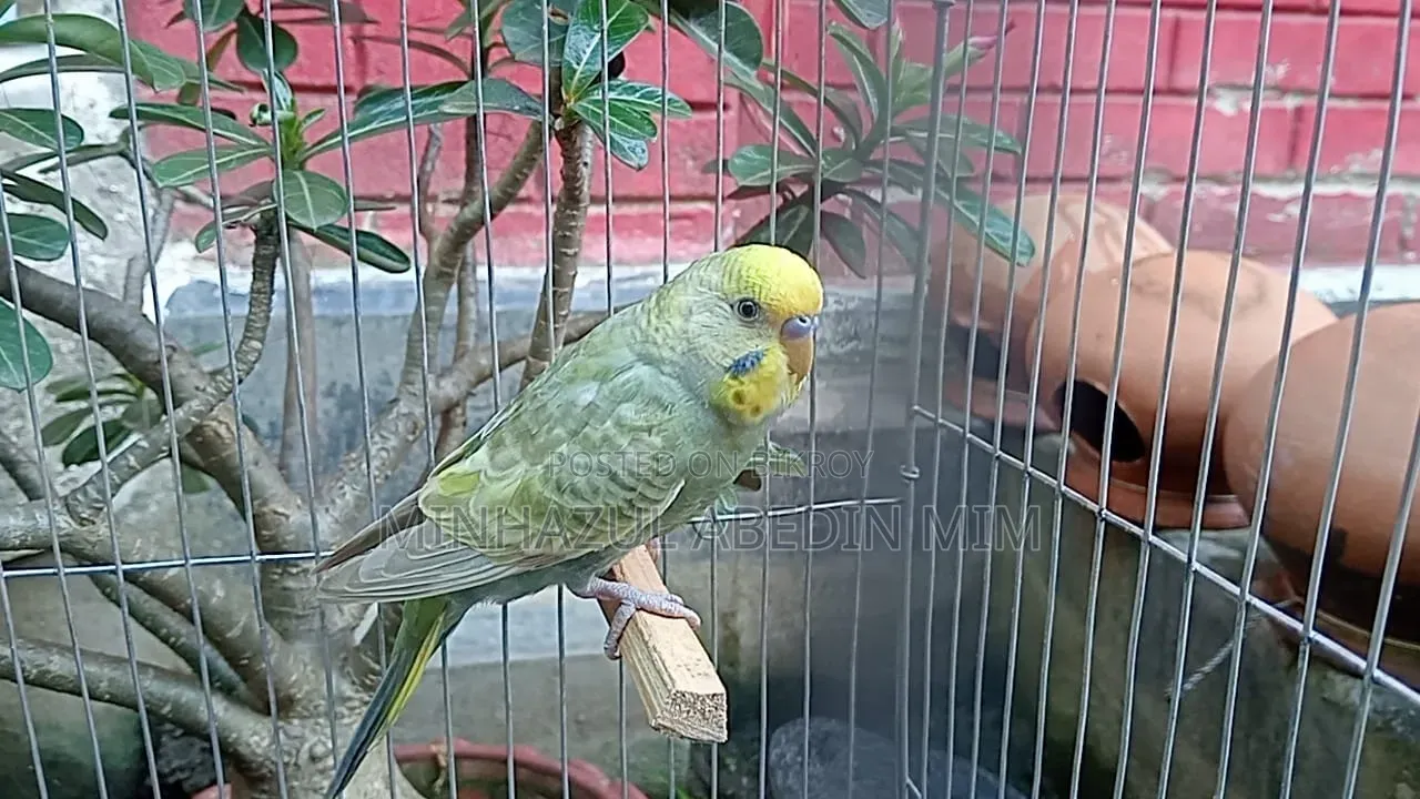 Dilute Budgerigar
