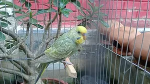 Dilute Budgerigar