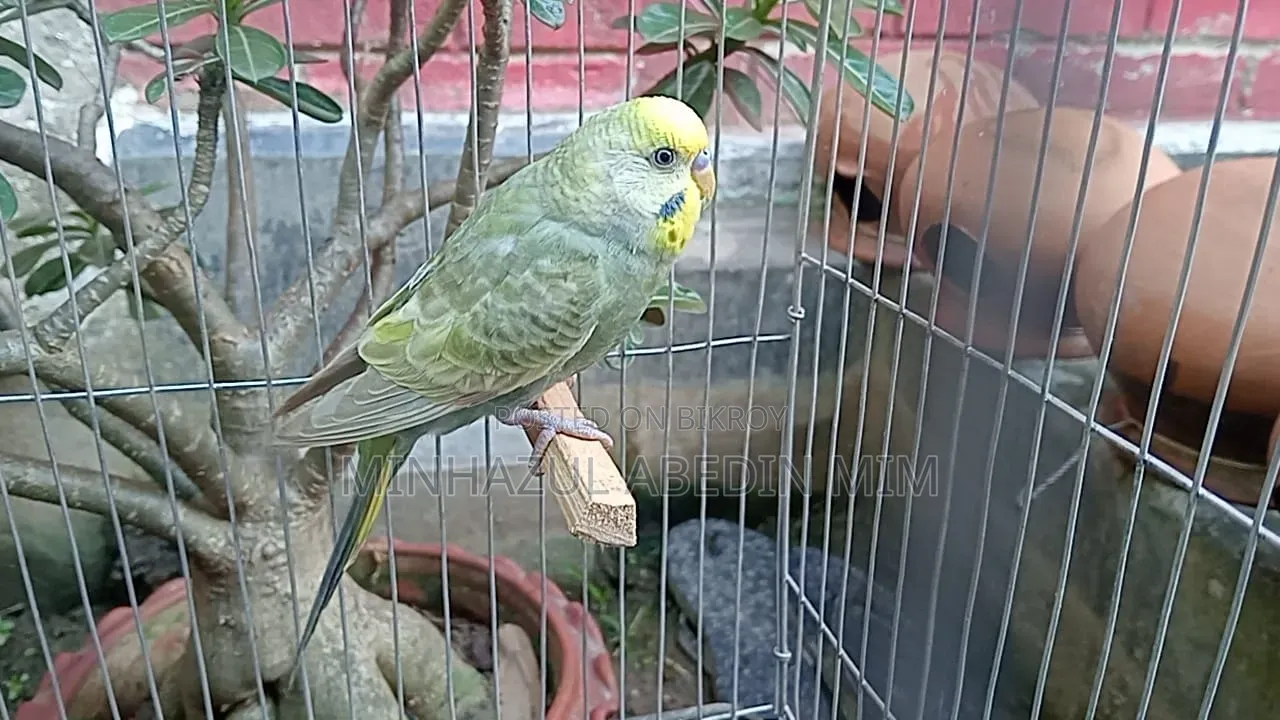Dilute Budgerigar