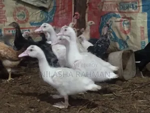 Muscovy Ducklings