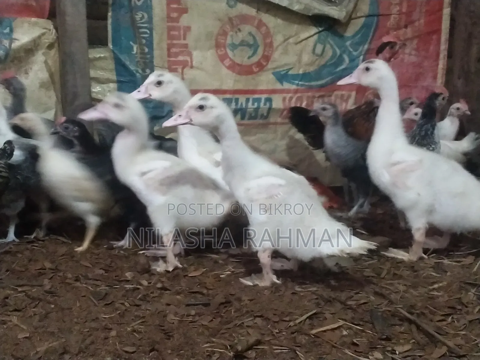 Muscovy Ducklings