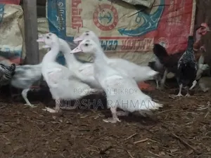 Muscovy Ducklings