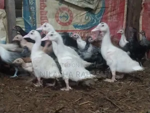 Muscovy Ducklings