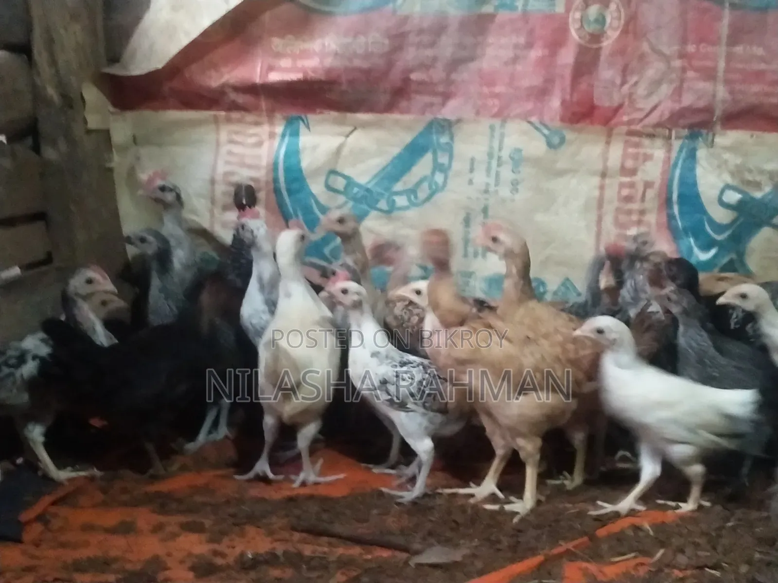 Local breed chicken chicks.