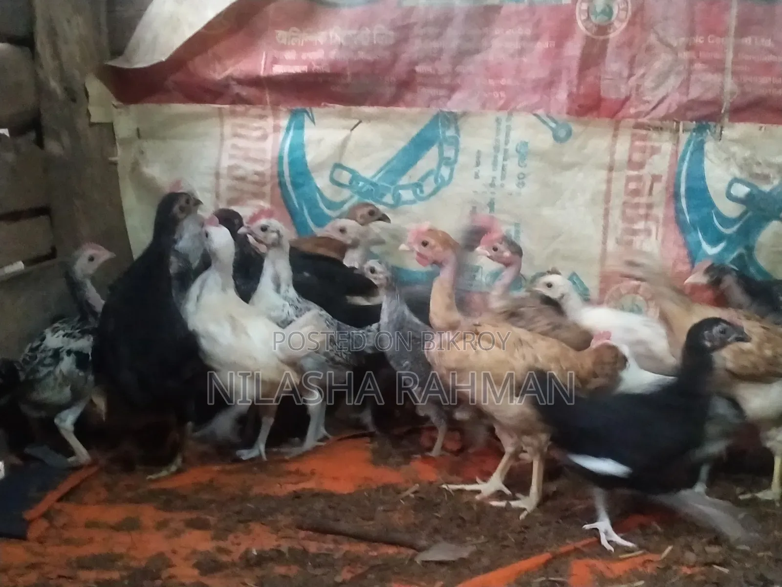 Local breed chicken chicks.
