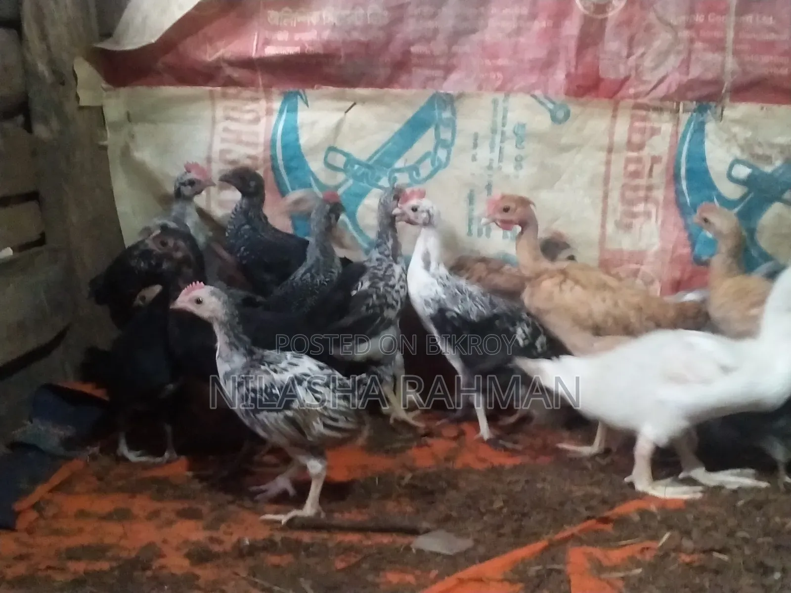 Local breed chicken chicks.