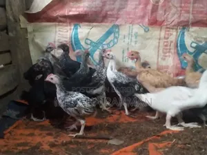 Local breed chicken chicks.