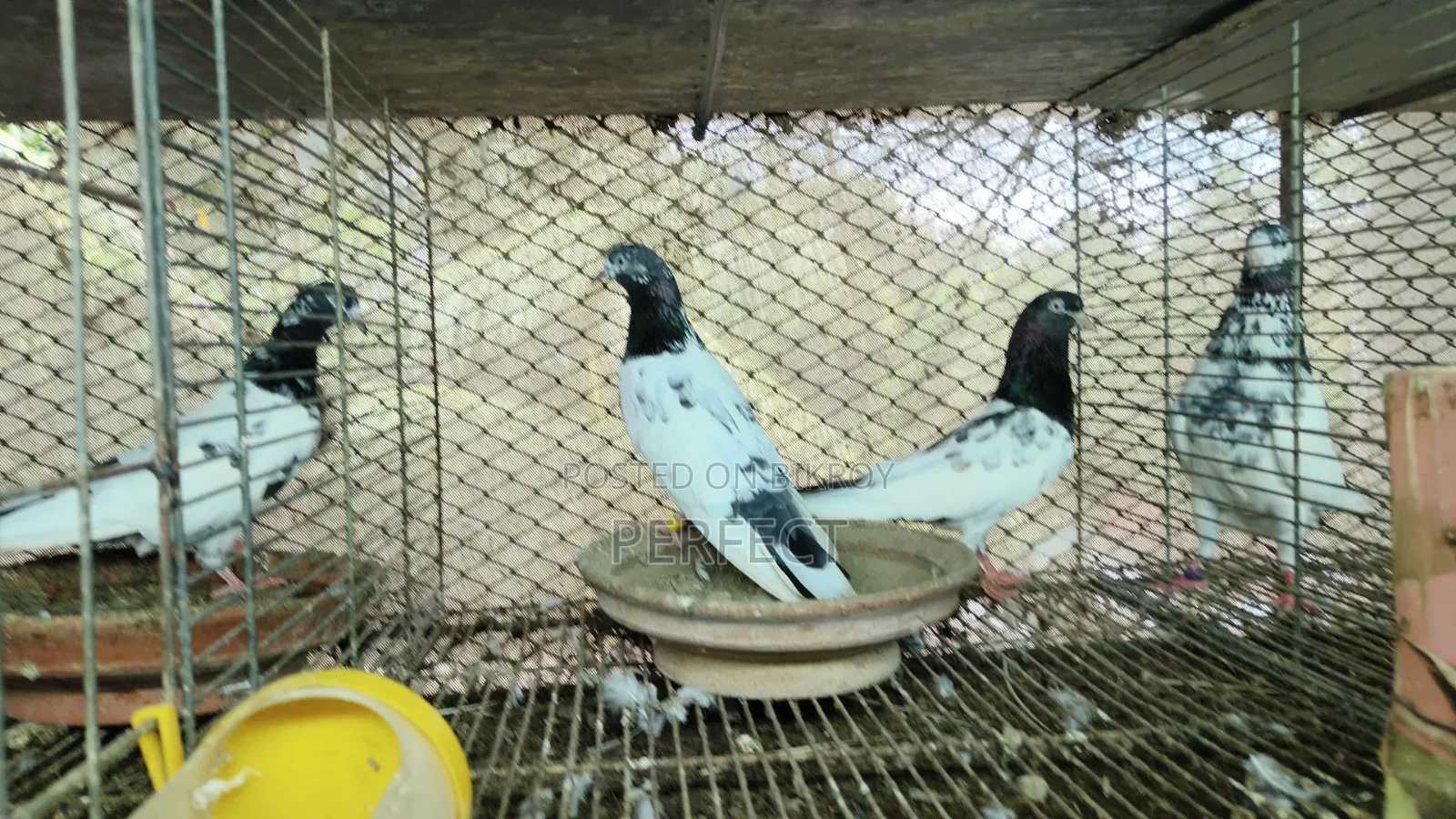 Pakistani Pigeon Teddy, Salera Saki