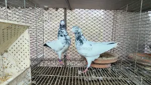 Pakistani Pigeon Teddy, Salera Saki