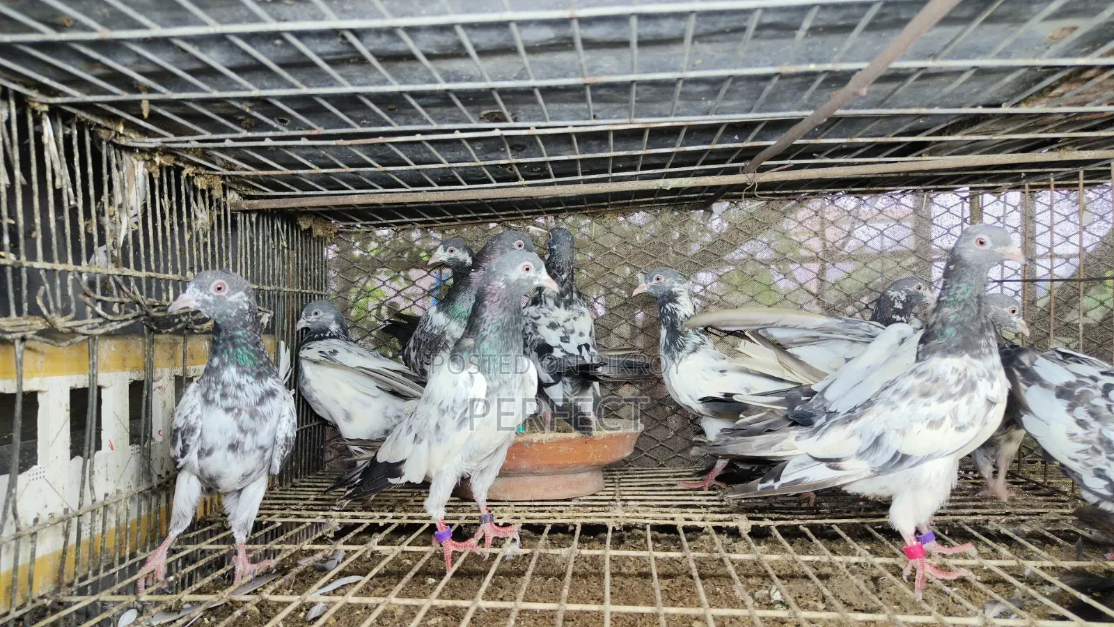 Pakistani Pigeon Teddy, Salera Saki