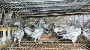 Pakistani Pigeon Teddy, Salera Saki