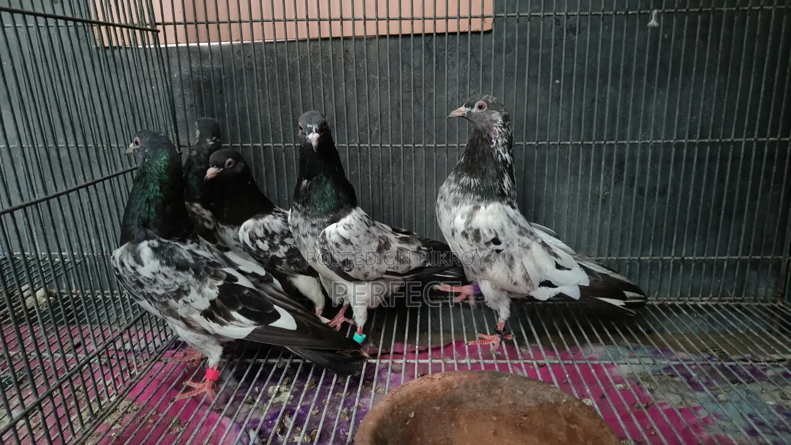 Pakistani Pigeon Teddy, Salera Saki